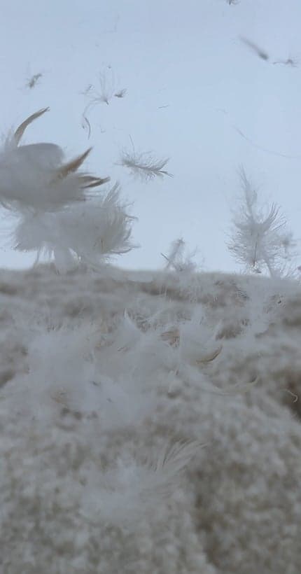 On a plongé dans 330 kg de plumes grâce à l’artiste Judy Chicago